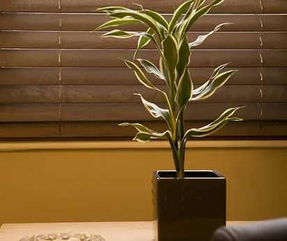 Wooden Venetian Blinds